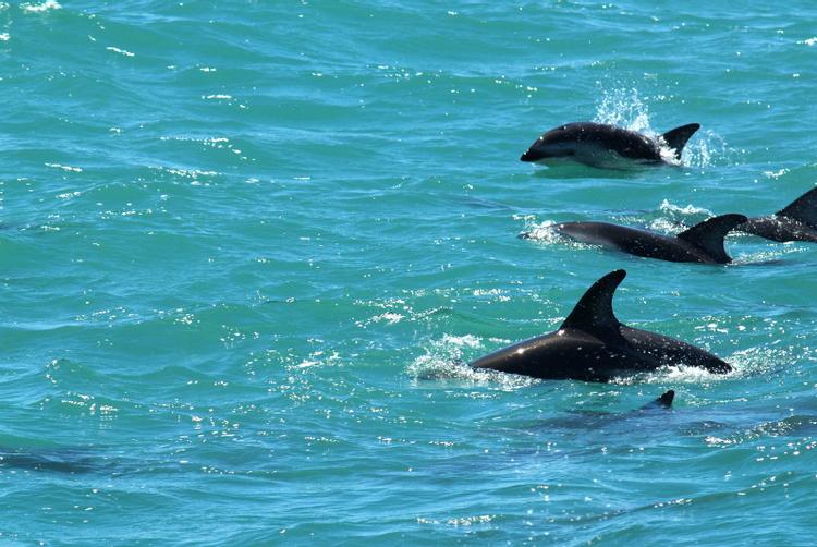 Puerto Azul Marbella | Marbella | 1